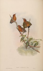 Sasia ochracea de John Gould